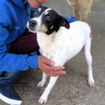 Bodeguero Viento, 09/2022, ca. 42 cm