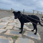 Podenco Virgil, 07/2024, ca. 60 cm