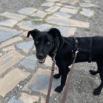 Podenco Virgil, 07/2024, ca. 60 cm