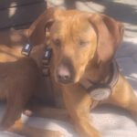 Vizsla Mischling Vizslo, 10/2022, ca. 54 cm, 74259 Widdern