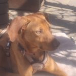 Vizsla Mischling Vizslo, 10/2022, ca. 54 cm, 74259 Widdern