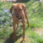 Vizsla Mischling Vizslo, 10/2022, ca. 54 cm, 74259 Widdern