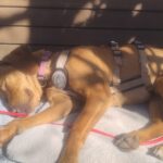 Vizsla Mischling Vizslo, 10/2022, ca. 54 cm, 74259 Widdern