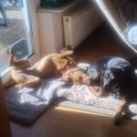 Vizsla Mischling Vizslo, 10/2022, ca. 54 cm, 74259 Widdern