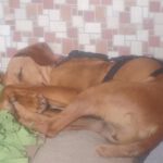 Vizsla Mischling Vizslo, 10/2022, ca. 54 cm, 74259 Widdern