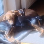 Vizsla Mischling Vizslo, 10/2022, ca. 54 cm, 74259 Widdern