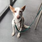 Podenco Volador, 07/2024, ca. 45 cm