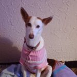 Podenco Volador, 07/2024, ca. 45 cm