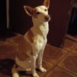 Podenco Volador, 07/2024, ca. 45 cm