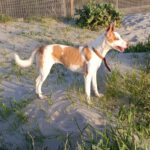 Podenco Volador, 07/2024, ca. 45 cm