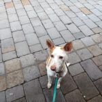 Podenco Volador, 07/2024, ca. 45 cm
