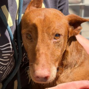 Podenco Maneto Whisky, 07/2018, ca. 35 cm