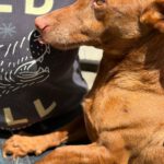 Podenco Maneto Whisky, 07/2018, ca. 35 cm