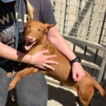 Podenco Maneto Whisky, 07/2018, ca. 35 cm