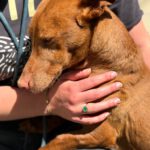 Podenco Maneto Whisky, 07/2018, ca. 35 cm