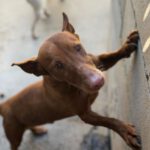 Podenco Maneto Whisky, 07/2018, ca. 35 cm