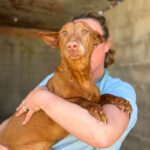 Podenco Maneto Whisky, 07/2018, ca. 35 cm