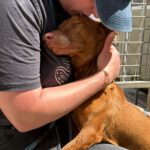 Podenco Maneto Whisky, 07/2018, ca. 35 cm