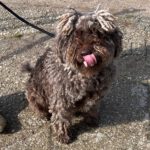 Spanischer Wasserhund Windsor, 08/2022, ca. 55 cm