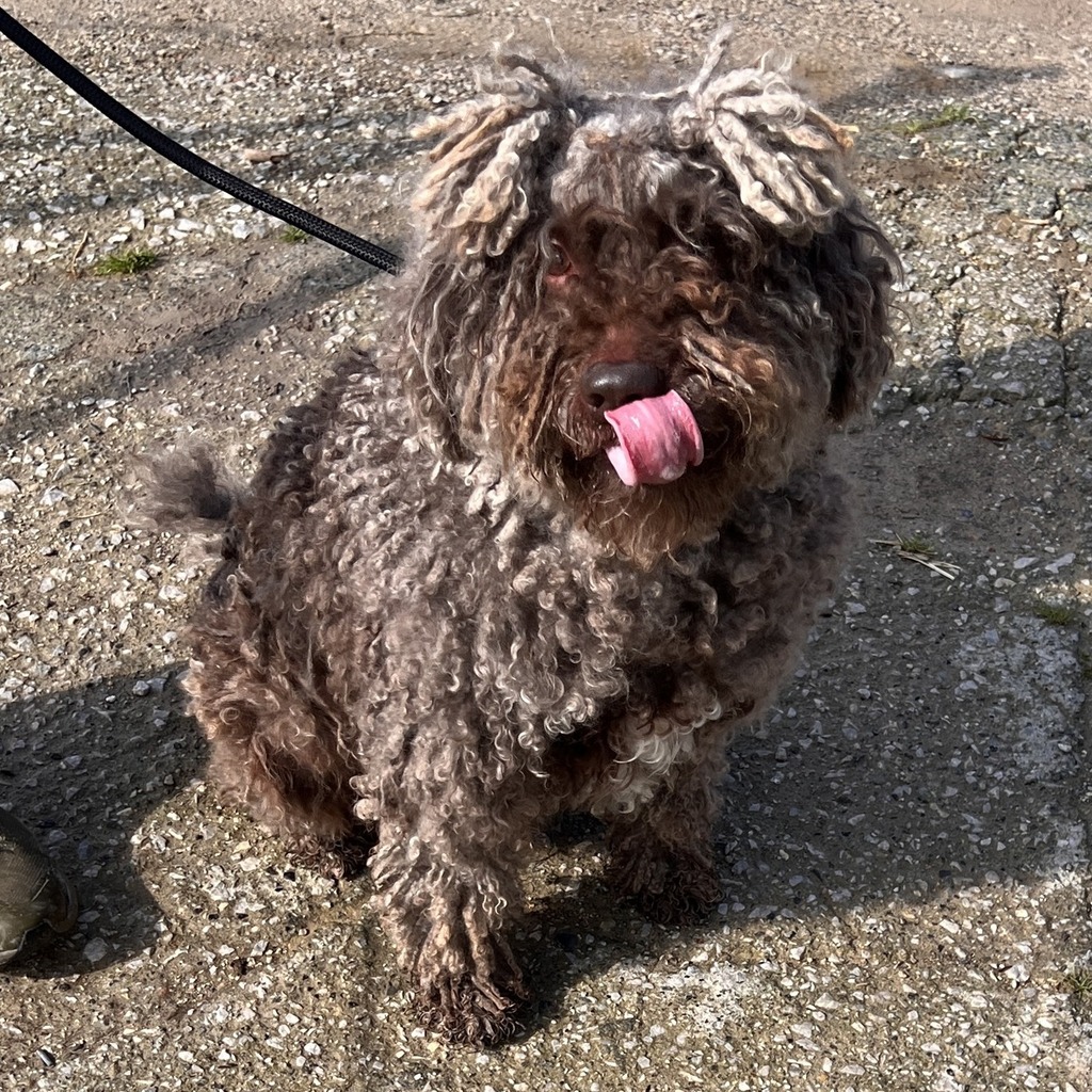 Spanischer Wasserhund Windsor, 08/2022, ca. 55 cm