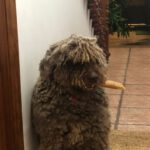 Spanischer Wasserhund Windsor, 08/2022, ca. 55 cm