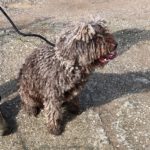 Spanischer Wasserhund Windsor, 08/2022, ca. 55 cm