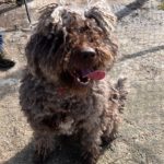 Spanischer Wasserhund Windsor, 08/2022, ca. 55 cm