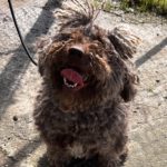 Spanischer Wasserhund Windsor, 08/2022, ca. 55 cm