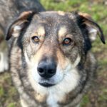 Mischling Wolfgang, 12/2021, ca. 55 cm, 21266 Jesteburg