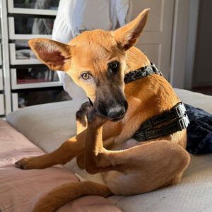 Malinois-Podenco-Mischling Ymir, 08/2025, Endgröße ca. 50-55 cm,57555 Mudersbach