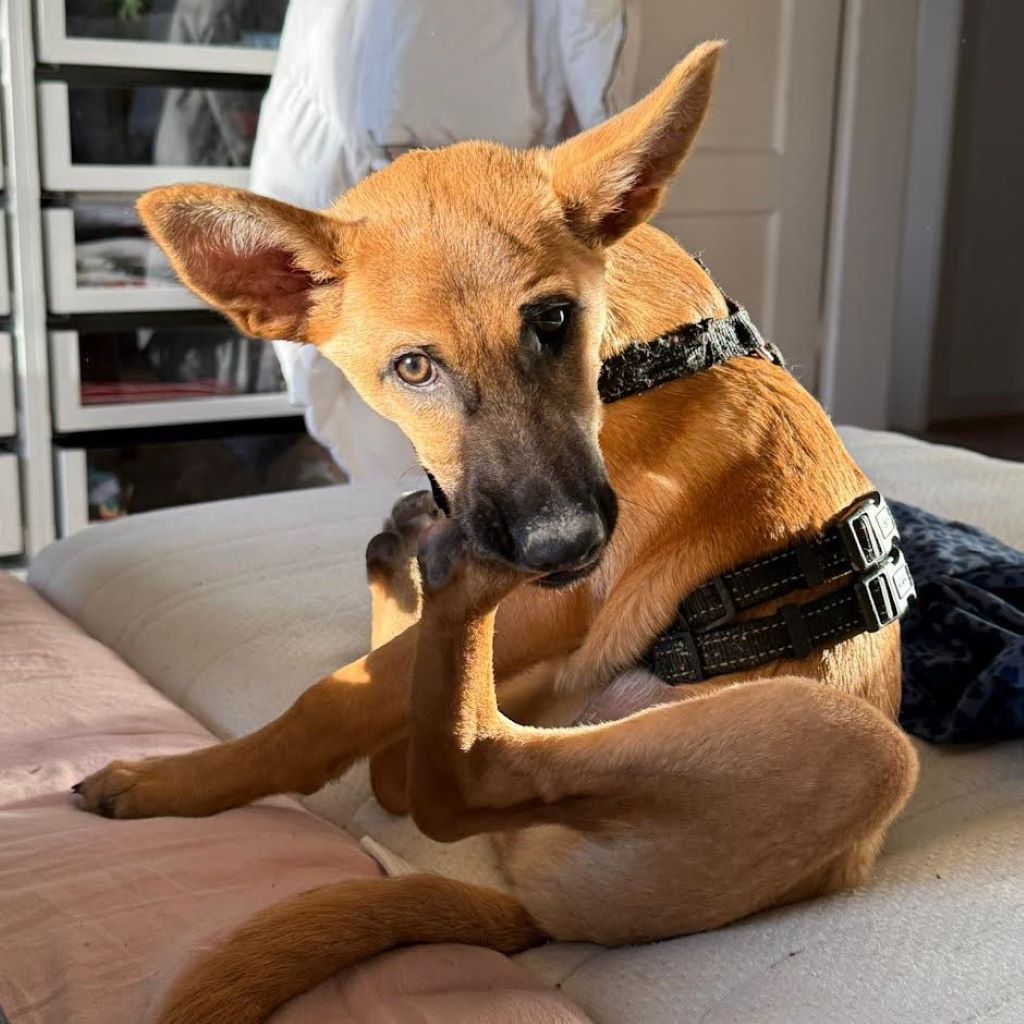 Malinois-Podenco-Mischling Ymir, 08/2025, Endgröße ca. 50-55 cm,57555 Mudersbach