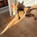 Malinois-Podenco-Mischling Ymir, 08/2025, Endgröße ca. 50-55 cm,57555 Mudersbach