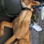 Malinois-Podenco-Mischling Ymir, 08/2025, Endgröße ca. 50-55 cm,57555 Mudersbach