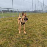 Malinois-Podenco-Mischling Ymir, 08/2025, Endgröße ca. 50-55 cm,57555 Mudersbach