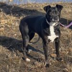 Mischling Zabka, 01/2019, ca. 40 cm