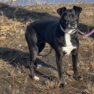 Mischling Zabka, 01/2019, ca. 40 cm