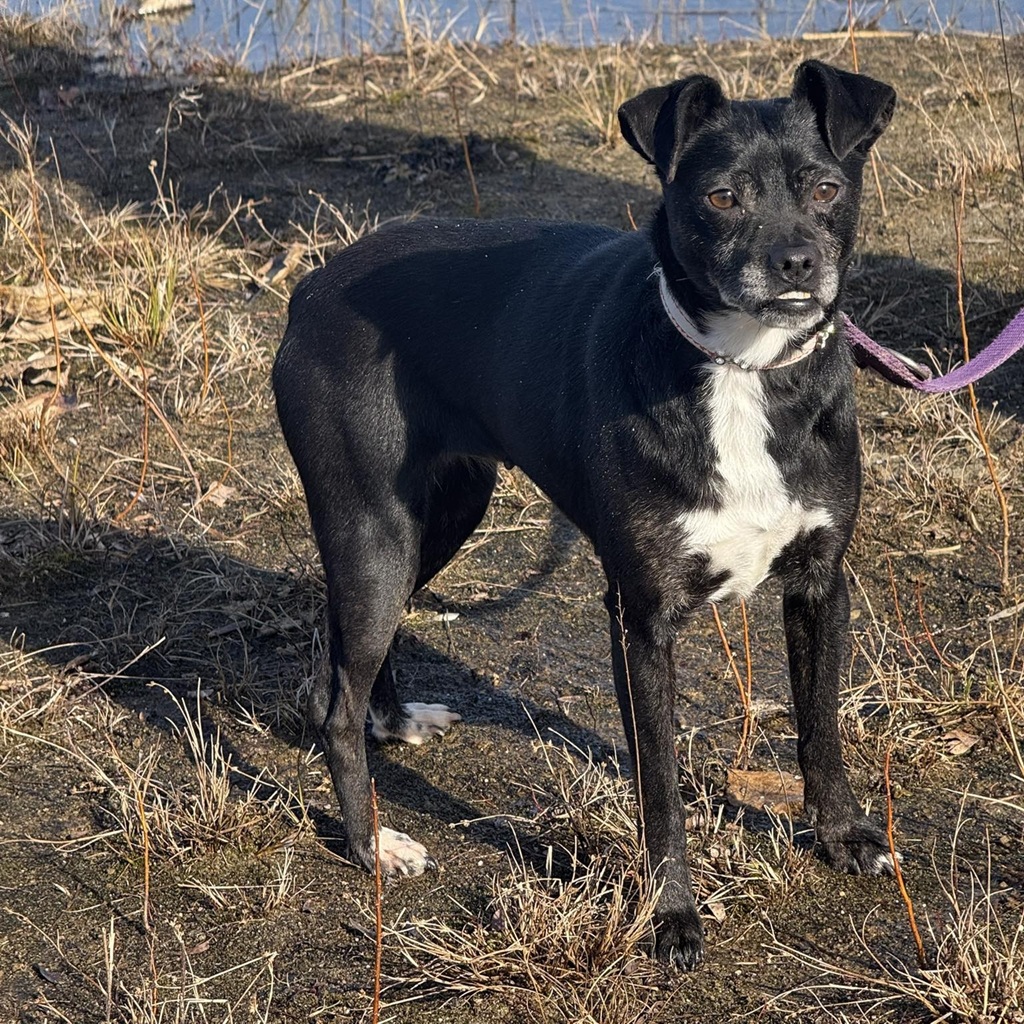 Mischling Zabka, 01/2019, ca. 40 cm