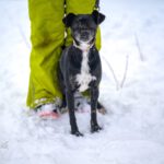 Mischling Zabka, 01/2019, ca. 40 cm