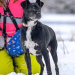 Mischling Zabka, 01/2019, ca. 40 cm