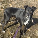 Mischling Zabka, 01/2019, ca. 40 cm