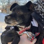 Mischling Zabka, 01/2019, ca. 40 cm