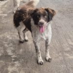 Mischling Zâna, 04/2024, ca. 45 cm