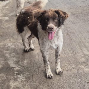 Mischling Zâna, 04/2024, ca. 45 cm