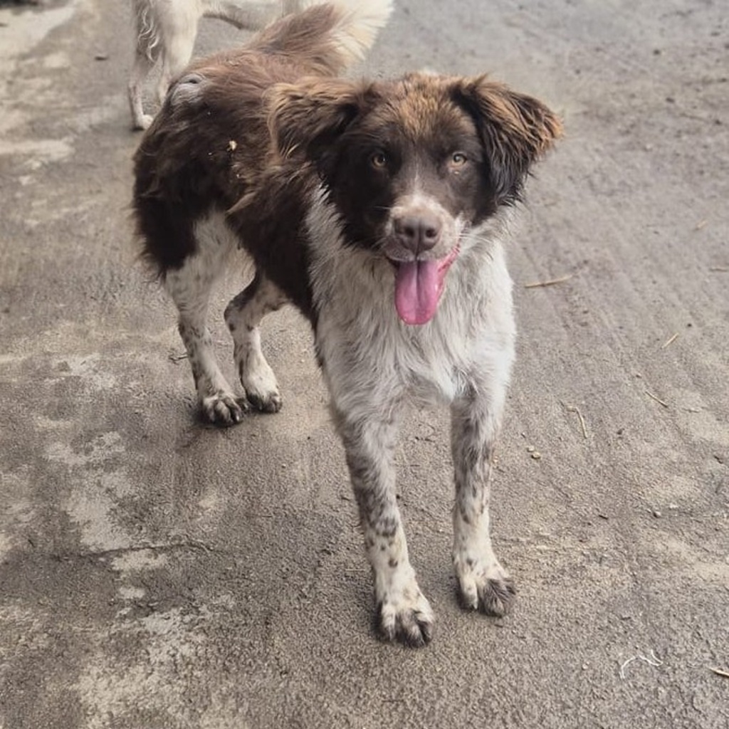 Mischling Zâna, 04/2024, ca. 45 cm