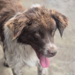 Mischling Zâna, 04/2024, ca. 45 cm