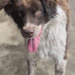 Mischling Zâna, 04/2024, ca. 45 cm