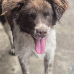 Mischling Zâna, 04/2024, ca. 45 cm