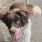 Mischling Zâna, 04/2024, ca. 45 cm