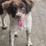 Mischling Zâna, 04/2024, ca. 45 cm