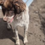 Mischling Zâna, 04/2024, ca. 45 cm